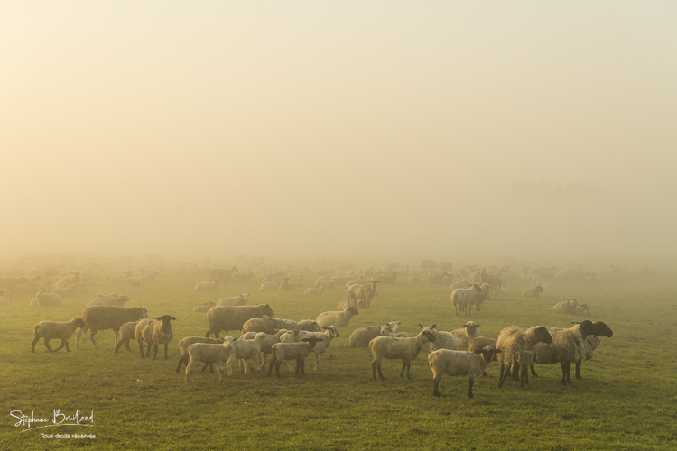 Moutons de prés-salés en pâture près de Saint-Valery-sur-Somme dans la brume