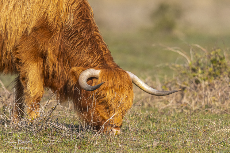 vache Highland Cattle