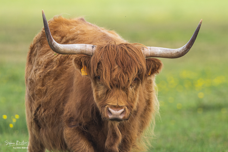 Vache écossaise highland cattle