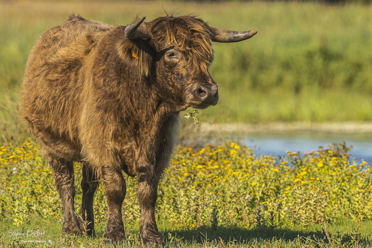 Vaches Higland Cattle dans le marais du Crotoy 
