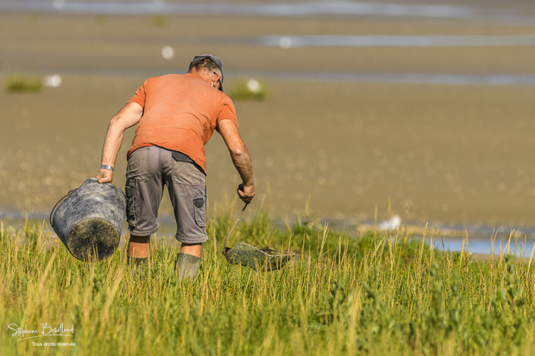 Pêcheur à pied occupé à la cueillette de la salicorne