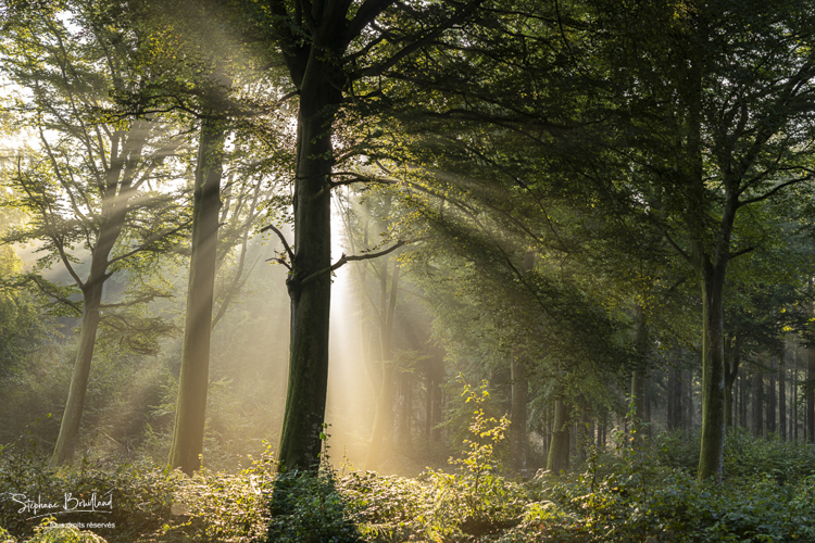 Rayons de soleil dans la brume en forêt de Crécy