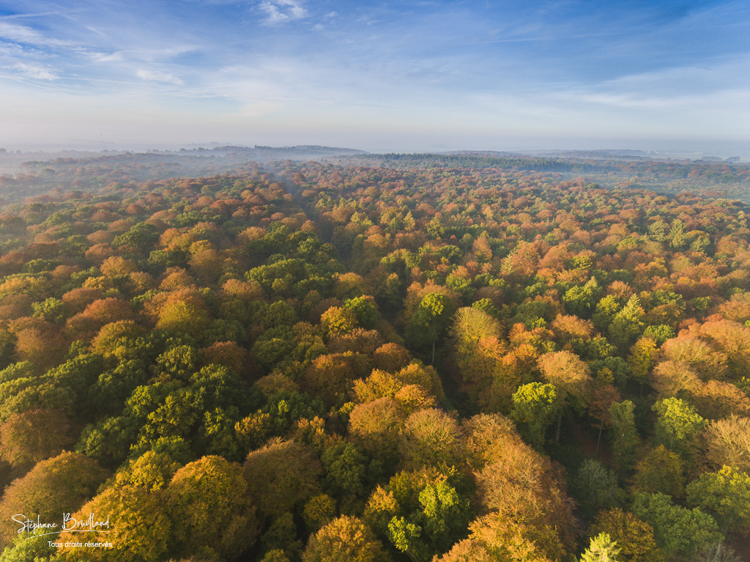 Foret_Crecy_drone_Automne_01_11_2016_008.jpg