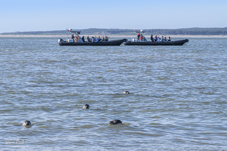 Arrivée des phoques veaux-marins au Hourdel
