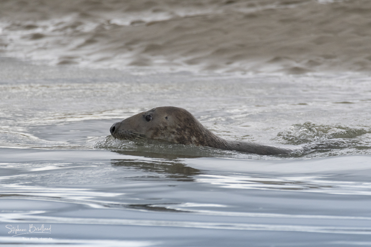 Les phoques gris en baie d'Authie