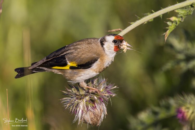 Chardonneret élégant - Carduelis carduelis - European Goldfinch