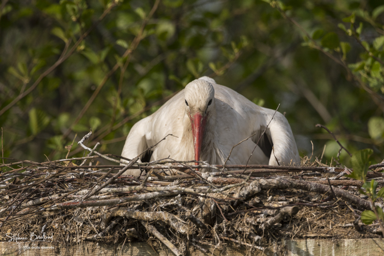 Cigogne blanche au nid - Ciconia ciconia - White Stork