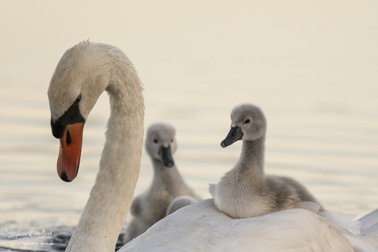 Cygne tuberculé (Cygnus olor - Mute Swan) et ses jeunes cygnons (cygneaux) sur son dos