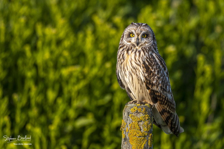 Hibou des marais (Asio flammeus - Short-eared Owl)