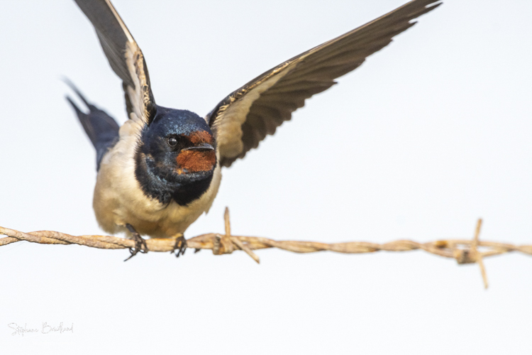 Hirondelle rustique (Hirundo rustica - Barn Swallow)