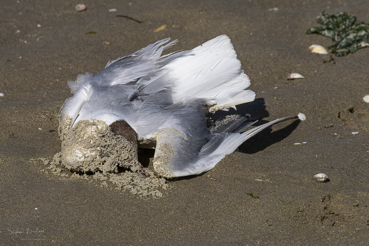 Les oiseaux marins (mouettes rieuses) victimes de la grippe aviaire