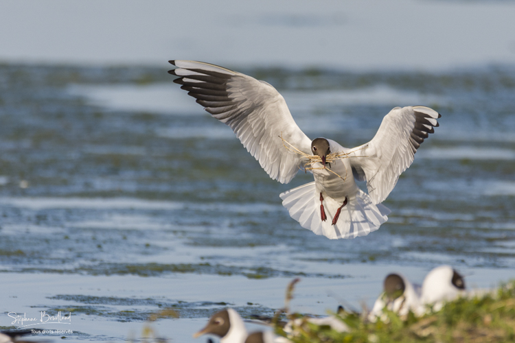 Mouette_rieuse_05-05-2015_027.jpg