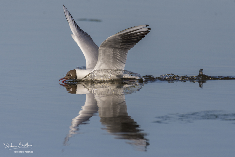 Mouette_rieuse_05-05-2015_053.jpg