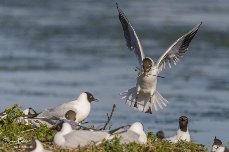 Mouette_rieuse_05-05-2015_059.jpg
