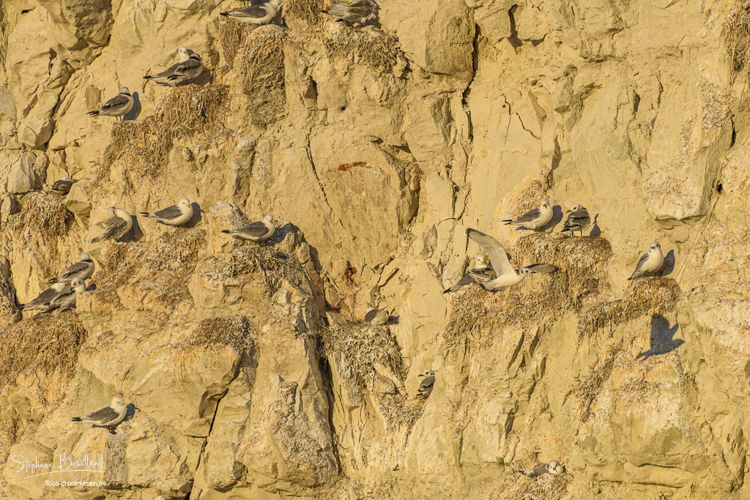 colonie de mouettes tridactyles (Rissa tridactyla - Black-legged Kittiwake) dans les falaises
