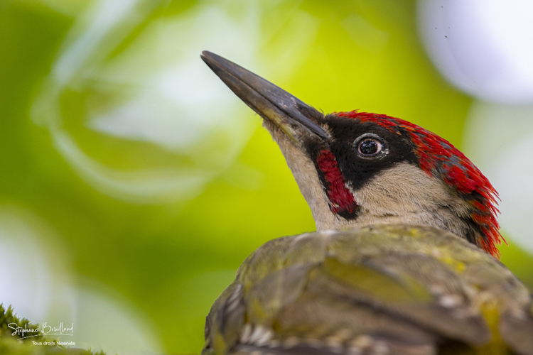 Pic vert juvénile (Picus viridis - European Green Woodpecker)