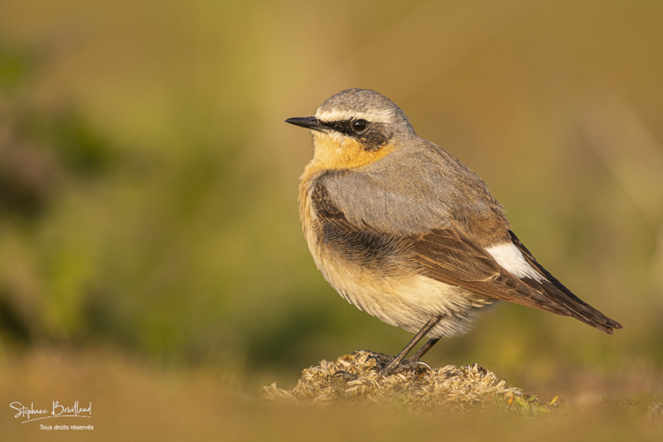 Traquet motteux (Oenanthe oenanthe - Northern Wheatear)
