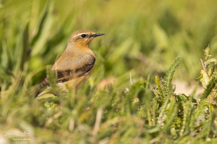 Traquet motteux (Oenanthe oenanthe - Northern Wheatear )