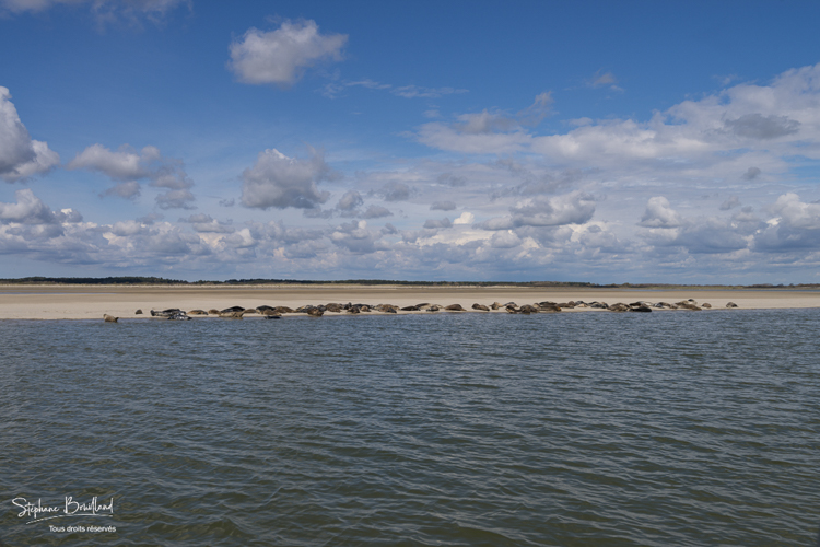 Colonie de phoques gris en Baie de Somme