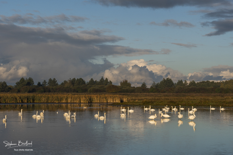 Rassemblement de cygnes tuberculés sur l'étang du marais du Crotoy.