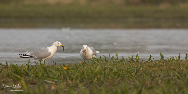 Prédation d'un nid par deux Goélands argentés (Larus argentatus - European Herring Gull) qui mangent les oeufs