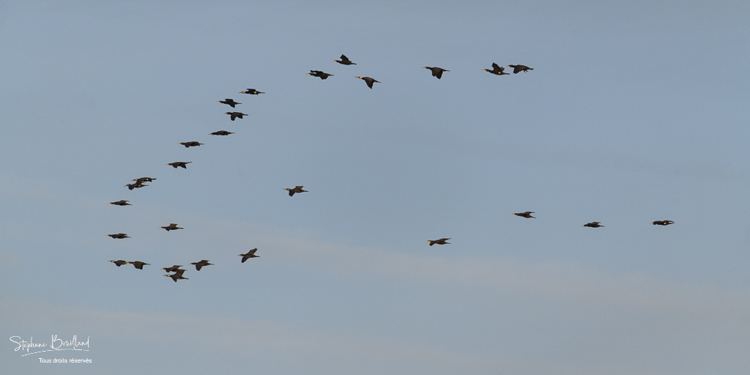 Vol de cormorans (Grand Cormoran, Phalacrocorax carbo, Great Cormorant) dans la réserve naturelle de la baie de Somme