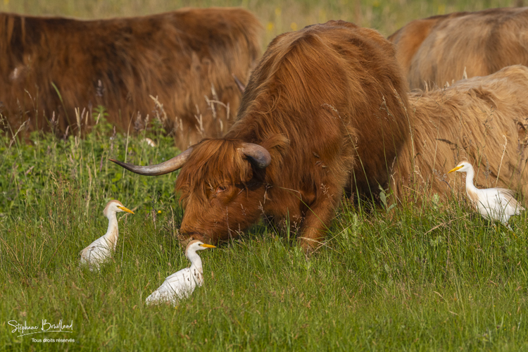 Vaches Highland Cattle (écossaises) pour l'entretien du marais 