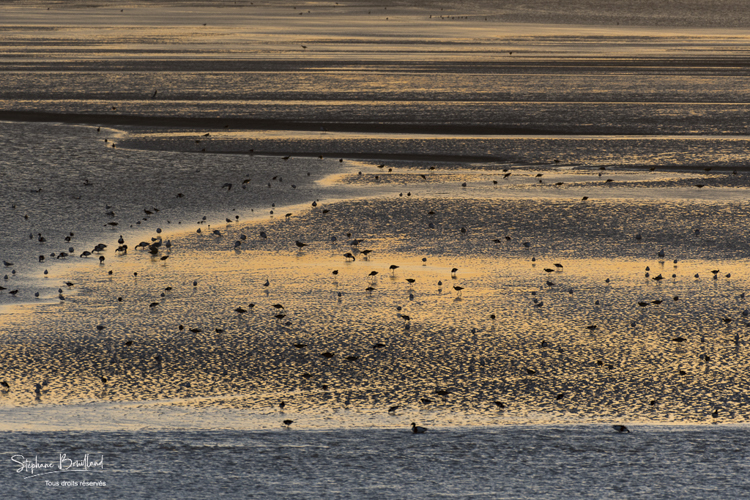 Rassemblement d'oiseaux (Huitriers-pies, Courlis, Tadornes de Belon et bécasseaux) face au Crotoy au crépuscule
