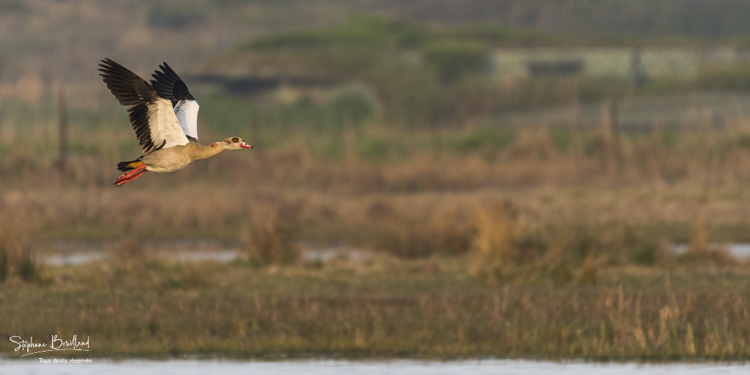 Ouette d'Égypte (Alopochen aegyptiaca - Egyptian Goose) en vol