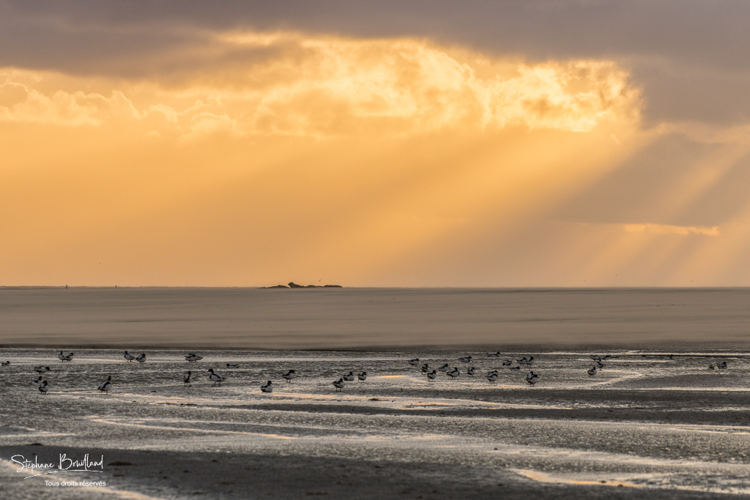 Tadornes de belon au crépuscule en baie de Somme